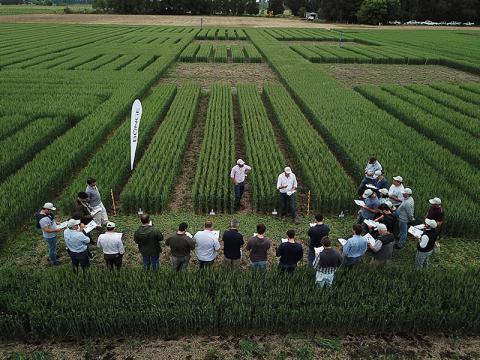Ensayo en Balcarce: trigo pan
